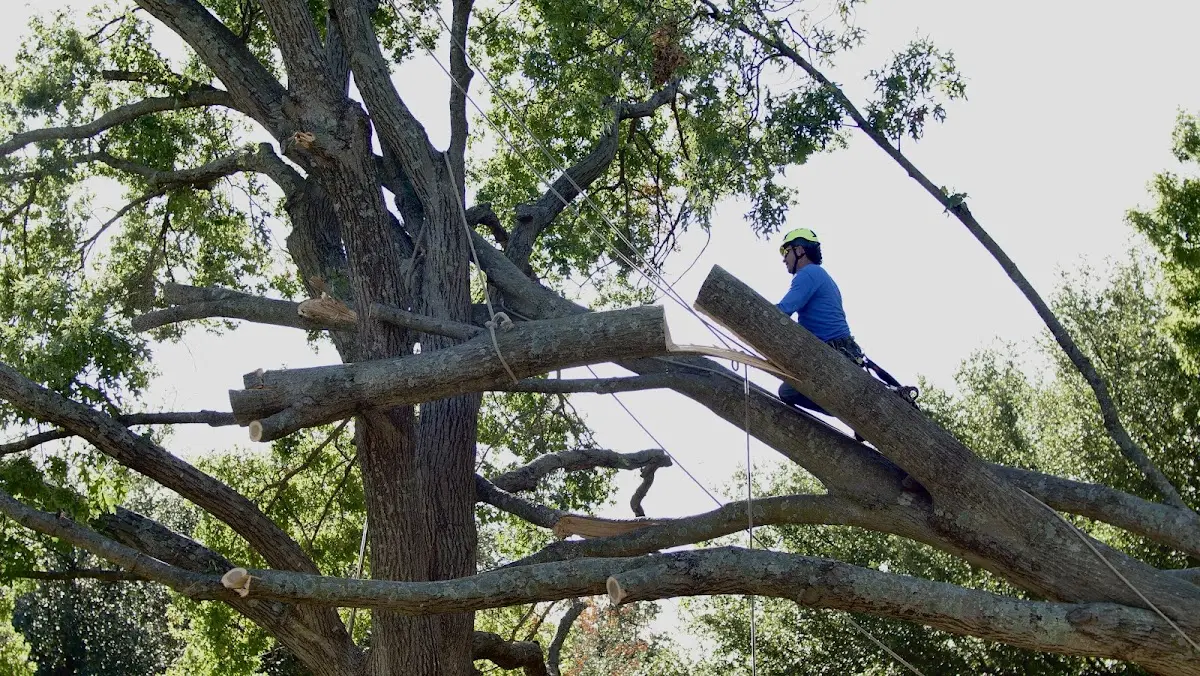 Professional Crown Thinning performed by certified arborists in Rocky Hill