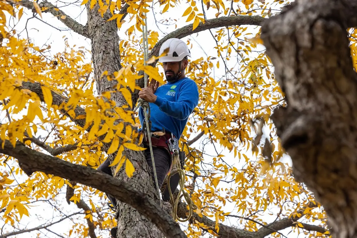 Skilled Tree Pruning crew working in Rocky Hill